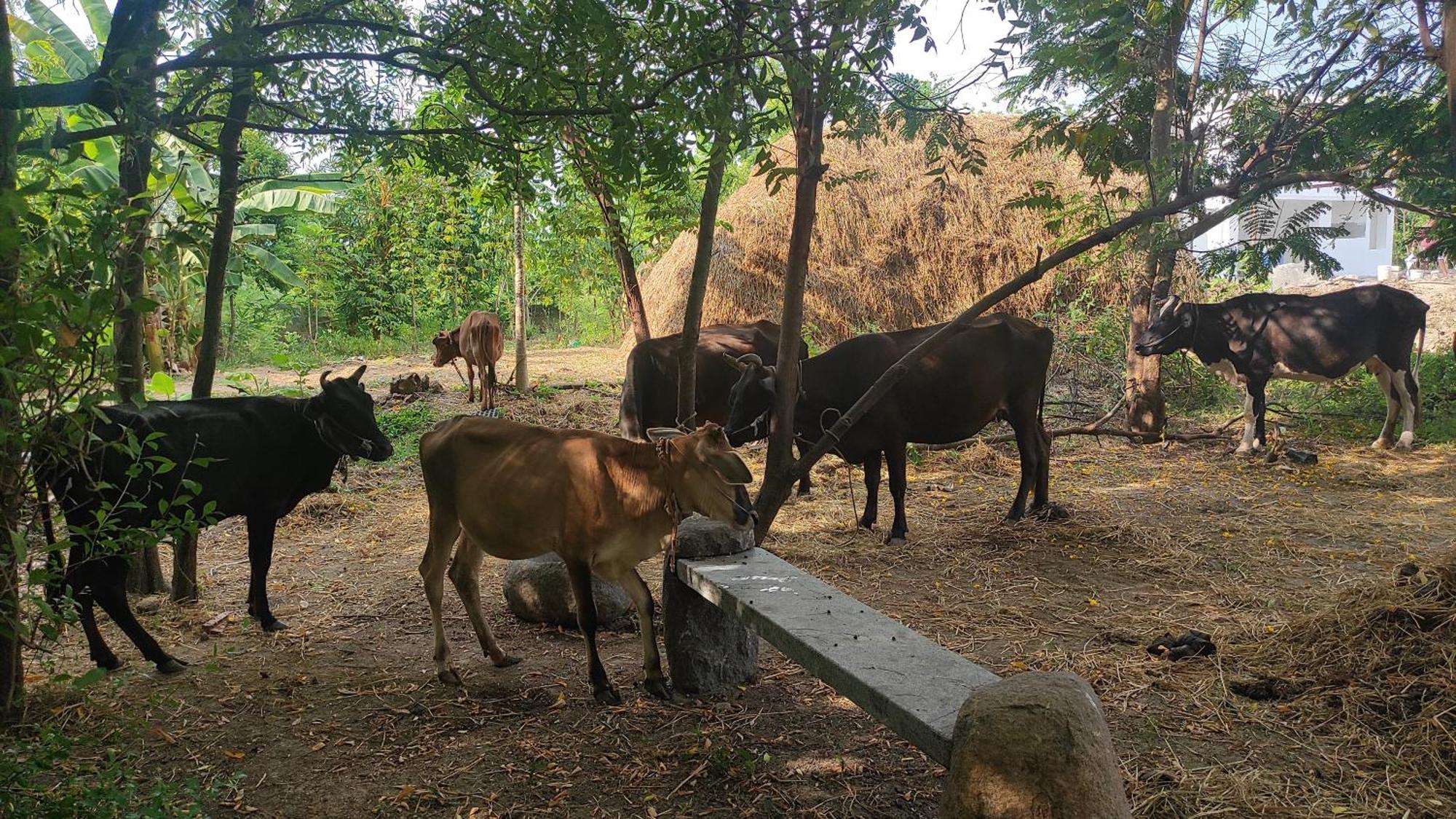 Vaksana Farm Stay Gudraippattu المظهر الخارجي الصورة