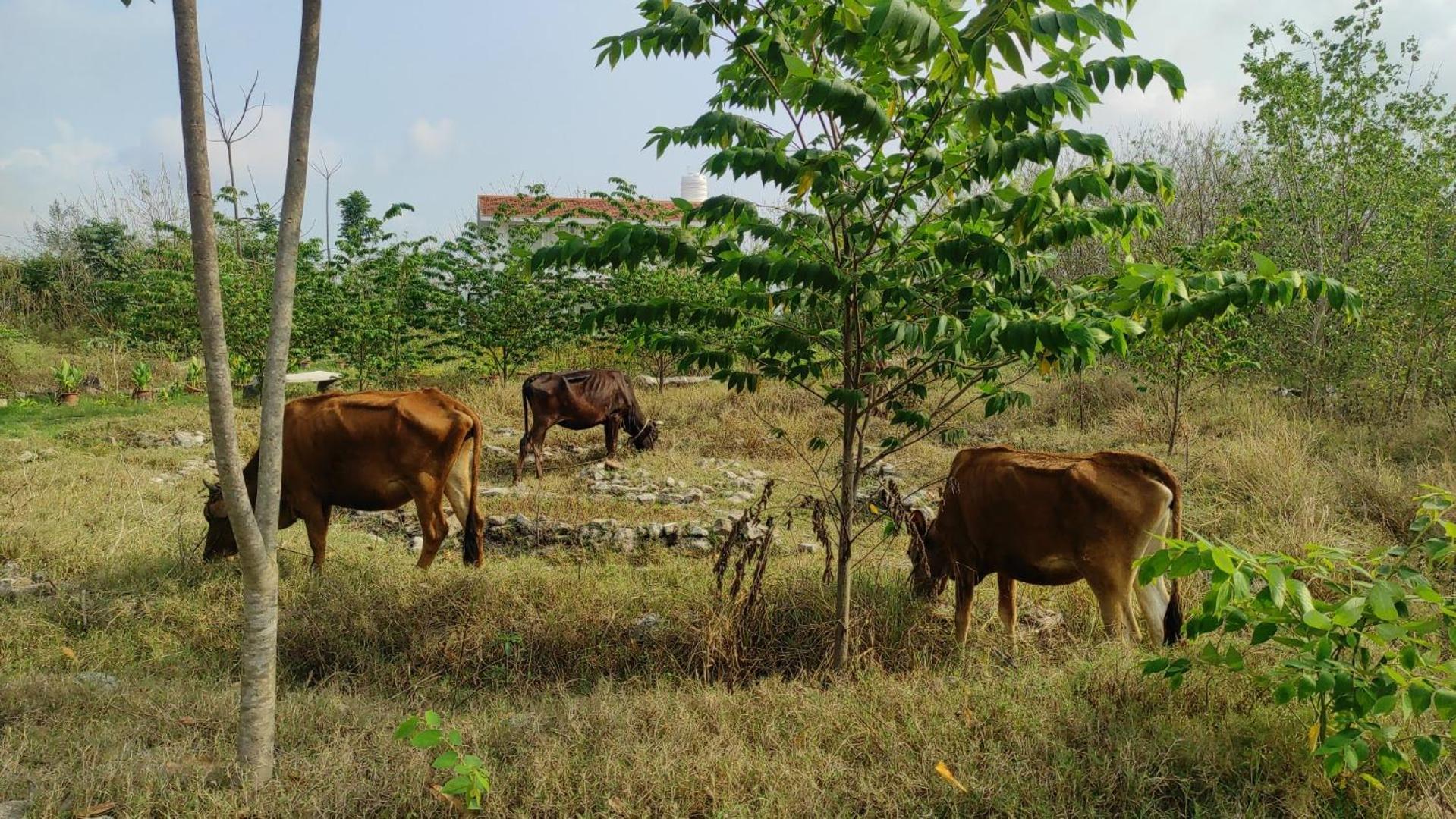 Vaksana Farm Stay Gudraippattu المظهر الخارجي الصورة